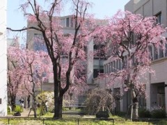 创价学园高校樱花