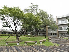 法政大学高校校园风光