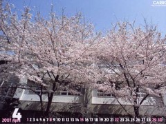 东京都立西高等学校春季1