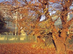 东京都立西高等学校秋季1