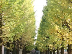 日本大学第二高校