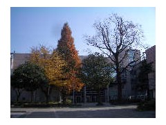 东京都立立川高等学校外观4
