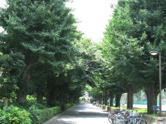 东京都立丰多摩高等学校古树
