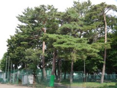 东京都立府中高等学校古树