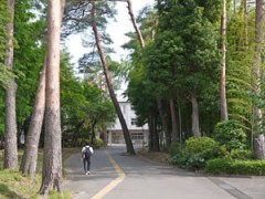 东京都立府中高等学校树林
