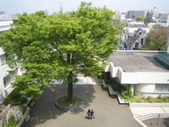 东京都立樱町高等学校古树