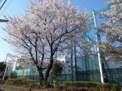 东京都立樱町高等学校樱花