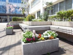 东京都立樱町高等学校中庭