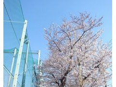 东京都立樱町高等学校樱花