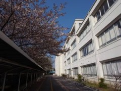 东京都立樱町高等学校樱花