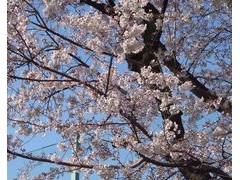 东京都立樱町高等学校樱花