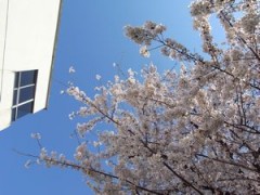 东京都立樱町高等学校樱花