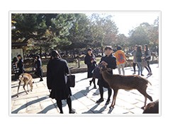 修学旅行--奈良