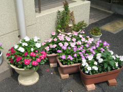 东京都立忍岡高等学校季节花