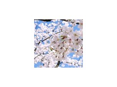 香丘高校 学校相册