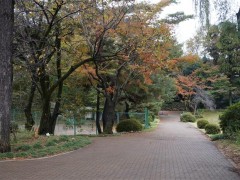 自由学园学校综合（1）