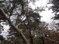 自由学园学校综合（1）