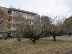 自由学园学校综合（1）