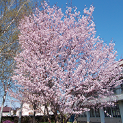 北见藤女子高等学校（北見藤女子高等学校）