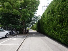 云雀丘学园高等学校校园道路一角