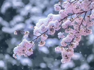 东京时隔51年出现樱花雪