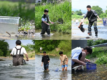 在浅川，遇见锦鲤和吃小龙虾的乌鸦——工学院大学附属高中生物部调查记